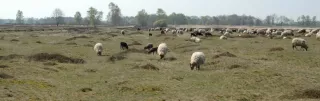 Contact - Cora Jongsma - Balloerveld met schaapjes